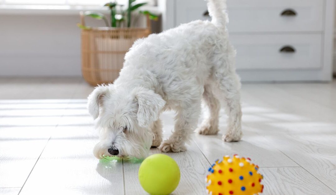 Top 5 Must-Have Natural Pet Toys Every Pet Parent Needs in 2026