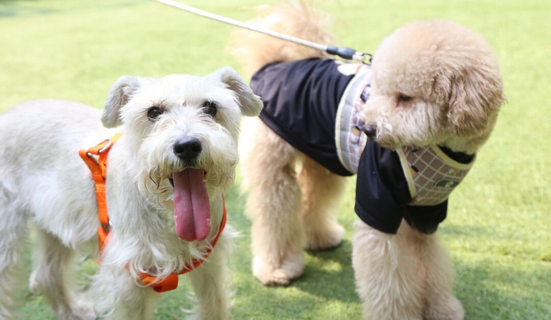 How to Keep Your Dog Safe and Comfortable with Natural Pet Collars, Leashes, and Harnesses