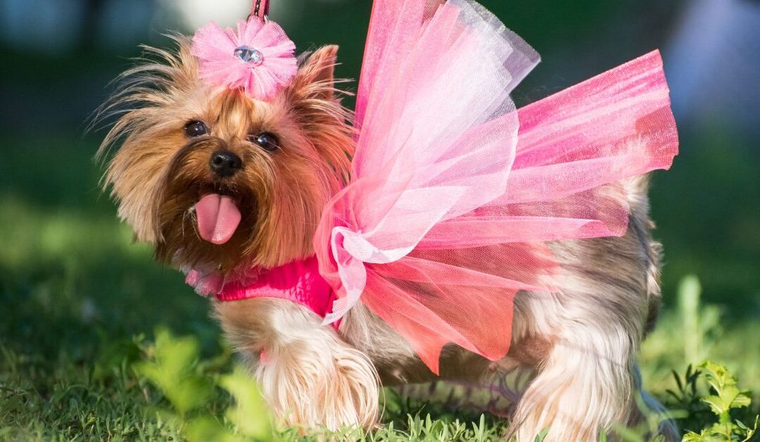 How to Keep Your Dog Warm Without Overheating: Natural Pet Clothing Solutions