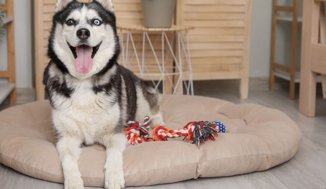 5 Natural Pet Beds That Make Your Pet Feel Like Royalty