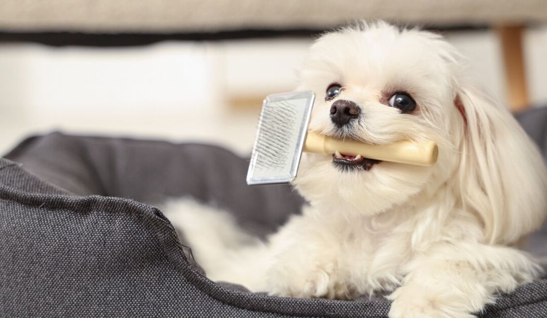 7 Ways Natural Pet Grooming Makes Life Easier for You and Your Pet
