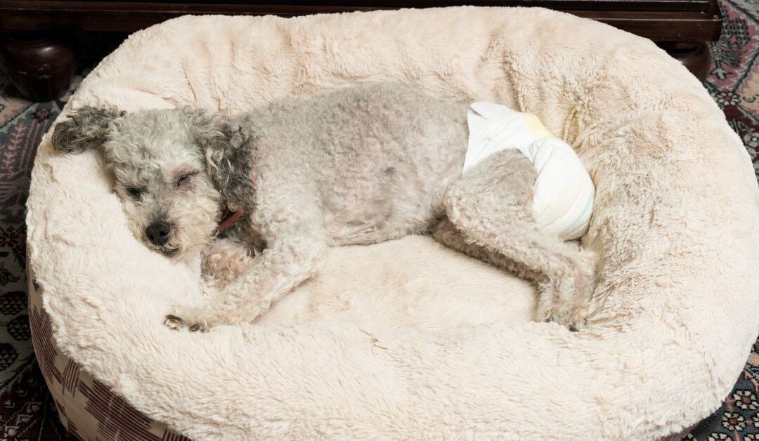 How to Keep Your Dog’s Paws Spotless After Every Walk