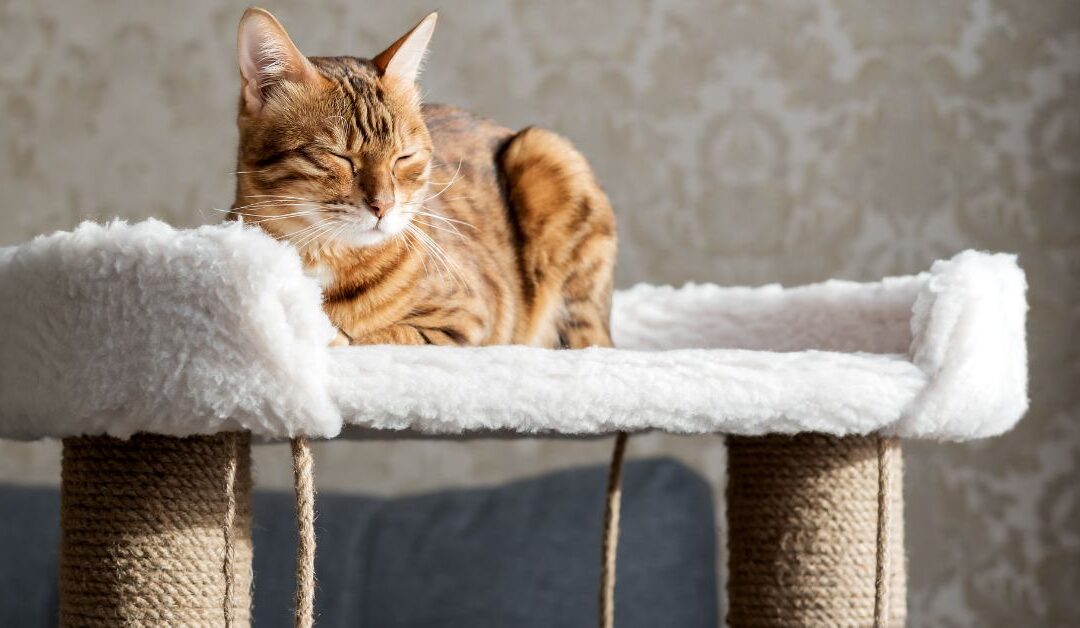 How to Train Your Cat to Scratch the Right Way