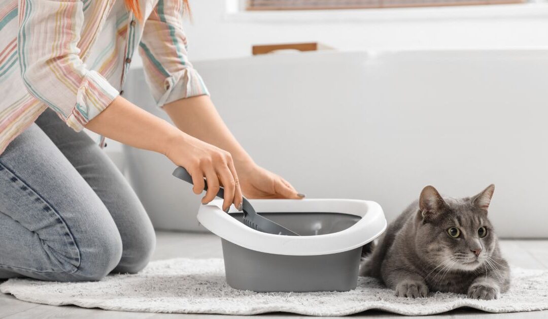 How Natural Cat Litter Boxes Can Transform Your Cat’s Bathroom Experience